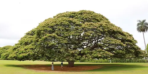 ハワイにある「この～木なんの木、気になる木」